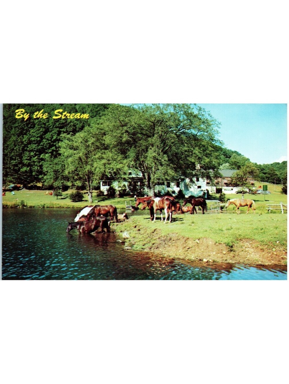 Vintage Postcard 1960s By the Stream Horses Drinking Water Old Stock